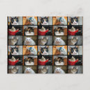 Zoek naar katten collage briefkaarten Elk persoon
