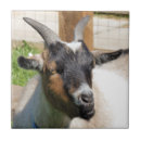 Zoek naar geiten tegels Dier