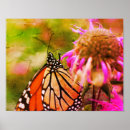 Zoek naar oranje vlinder posters Natuur