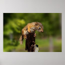 Zoek naar baby eekhoorn posters Schattig