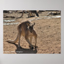Zoek naar australische dieren posters Elk persoon
