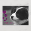 Zoek naar collie briefkaarten Puppy