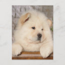 Zoek naar chow chow briefkaarten Dieren