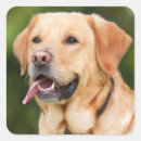 Zoek naar labrador retriever stickers Bruin