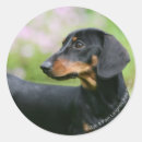 Zoek naar schoten stickers Fotograaf