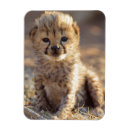 Zoek naar kubus magneten Danita delimont