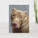 Zoek naar kuil stier kaarten Pitbull