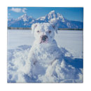 Zoek naar pitbull tegels Voor iedereen