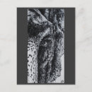 Zoek naar wildlife briefkaarten Olifant