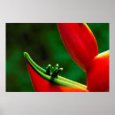 Zoek naar heliconia kunst Groen
