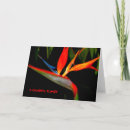 Zoek naar bird of paradise briefkaarten Voor iedereen