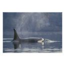 Zoek naar orka posters Wilde dieren