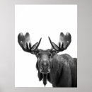 Zoek naar eland posters Alaska