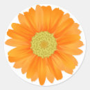 Zoek naar gerbera stickers Gerber daisy