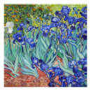 Zoek naar iris bloem posters Irissen