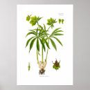 Zoek naar hellebore posters Vintage