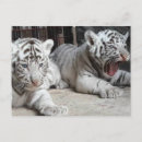 Zoek naar witte tijger briefkaarten Dierentuin