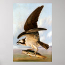 Zoek naar john james audubon posters Vogel