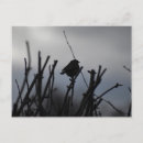 Zoek naar roodborstje briefkaarten Vogel