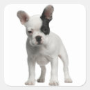 Zoek naar franse buldog stickers Puppy