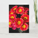 Zoek naar primula kaarten Bloemen