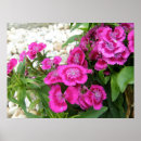 Zoek naar dianthus posters Aangepast