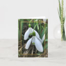 Zoek naar sneeuwklokje kaarten Natuur