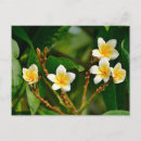 Zoek naar frangipani briefkaarten Bloem