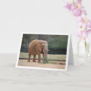 Zoek naar afrikaanse olifant kaarten Elk persoon
