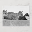 Zoek naar binnenlandse kat posters Zwart wit