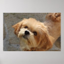 Zoek naar lhasa apso kunst Dier