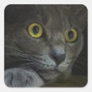 Zoek naar kattenogen stickers Voor iedereen