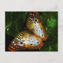 Zoek naar pauw vlinder posters Dier