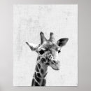 Zoek naar afrikaanse fotografie Giraf