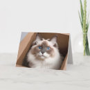 Zoek naar ragdoll katten kaarten Schattig
