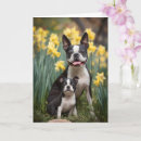 Zoek naar boston terrier kaarten Voor haar