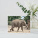 Zoek naar aziatische olifant briefkaarten Natuur