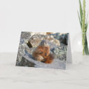 Zoek naar marmot kaarten Wild