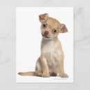 Zoek naar chihuahua puppy briefkaarten Dier