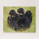 Zoek naar chimpansee puzzels Aap