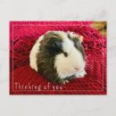 Zoek naar pig briefkaarten Cavy