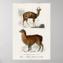 Zoek naar antilope posters Zoogdieren