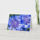 Zoek naar korenbloem kaarten Natuur