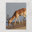 Zoek naar impala briefkaarten Antilope