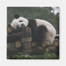 Zoek naar bescherming magneten Panda