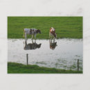 Zoek naar boerderij dieren briefkaarten Gras