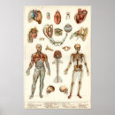 Zoek naar biologie diagram posters Anatomie