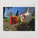 Zoek naar kippen briefkaarten Rooster
