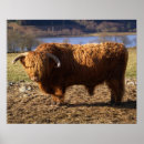 Zoek naar stieren posters Landbouw