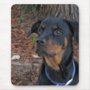 Zoek naar rottweiler muismatten Dieren